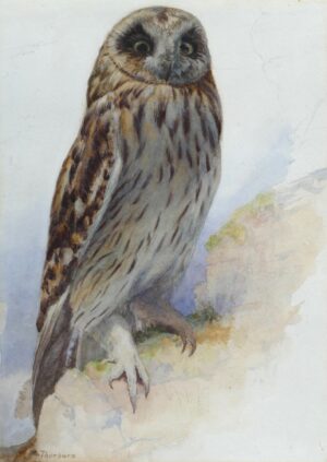 Tawny Owl