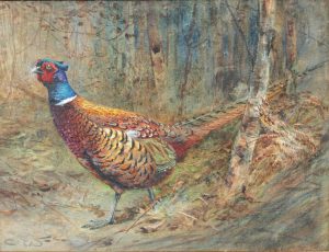 A Wily Old Bird, Pheasant