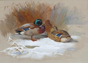 Mallard in Snow