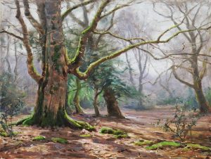 Sunlight in the Forest