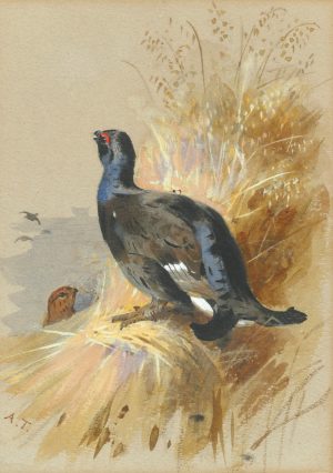 Black Grouse