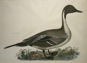 Common Pintail