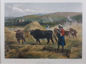 Threshing Corn, Egypt