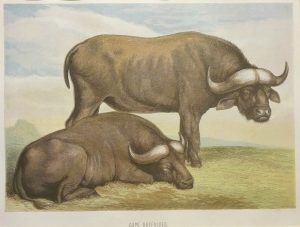 Cape Buffaloes
