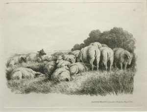 Sheep Huddled