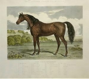 Arab-Toorkman Charger (from Syria)