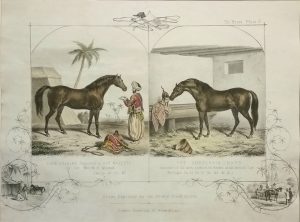 Pure Arabian & The Godolphin Barb