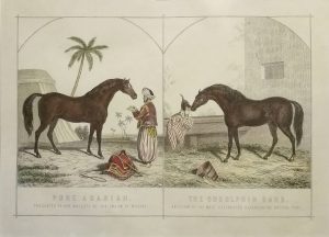 Pure Arabian & The Godolphin Barb