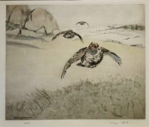 English Partridge