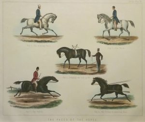 The Paces of the Horse