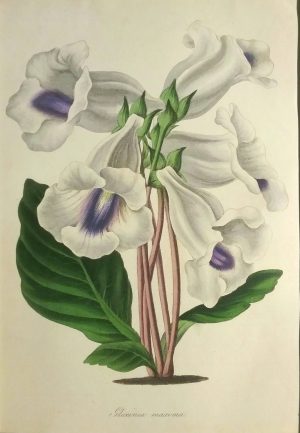 Gloxinia Maxima (Largest flowered Gloxinia)