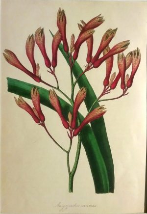 Anigozanthos Coccineus (Scarlet Anigozanthos)