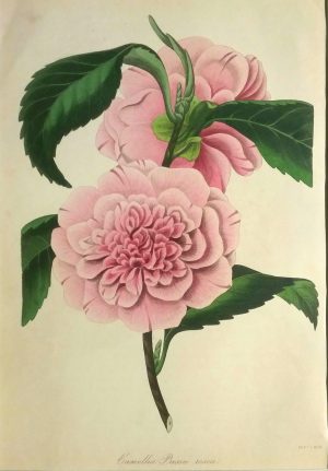 Camellia Pressii Rosea (Press's Double Rose Coloured Camellia)