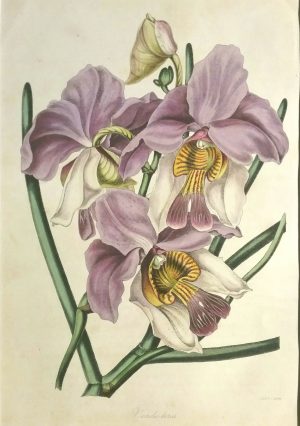 Vanda Teres (Taper Leaved Vanda), Butterfly Orchid