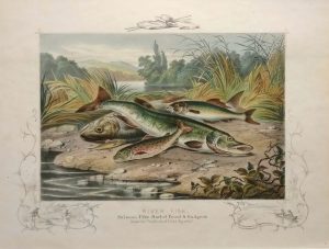 River Fish, Salmon, Pike, Barbel, Trout, Gudgeon