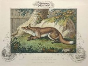A Sharpe Look-out! Fox