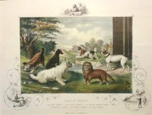 Group of Terriers, Skye, Scotch, English Smooth, Crossed, Dandie Dinmont & Bull Terriers