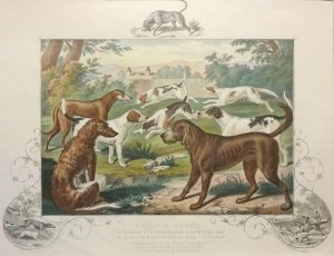 Group of Hounds, Buckhound, Scottish Deerhound, Old Southern, Harrier, Foxhound Blood