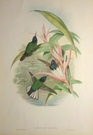 Panoplites Jardini  (Jardine's Panoplites Hummingbird)