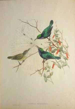 Cinnyris Mysorensis (Mysore-Island Black Sunbird)