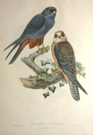 Erythropus Vespertinus (Orange Legged Hobby)