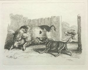 Boar & hounds