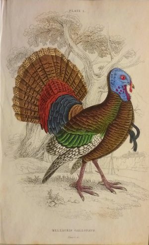 Meleagris Gallopavo, Wild Turkey