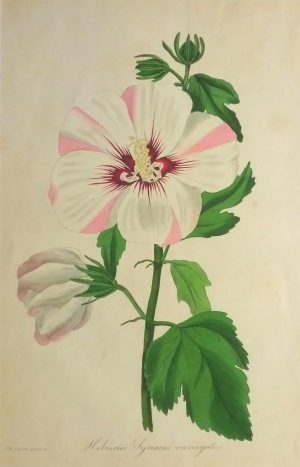 Hibiscus Syriacus variegalus