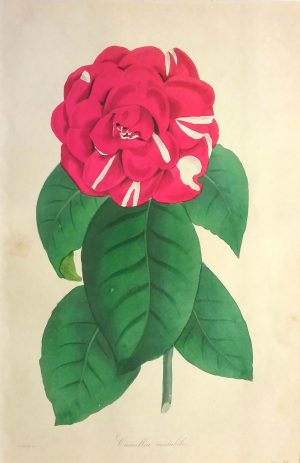 Camellia mulabilis
