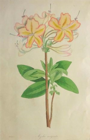 Azalea marginala