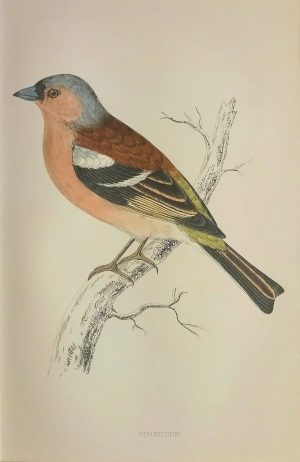 Chaffinch