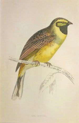 Cirl Bunting