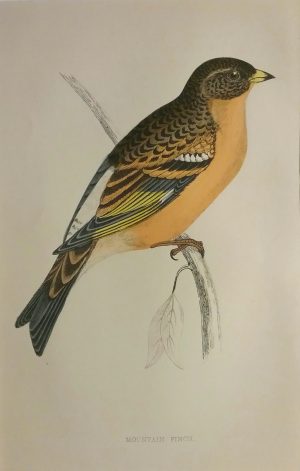 Mountain Finch