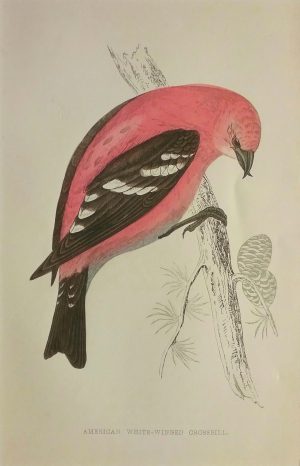 American White-Winged Crossbill