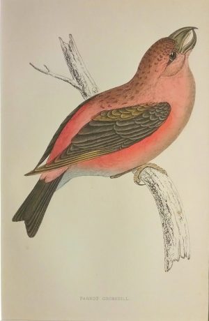 Parrot Crossbill
