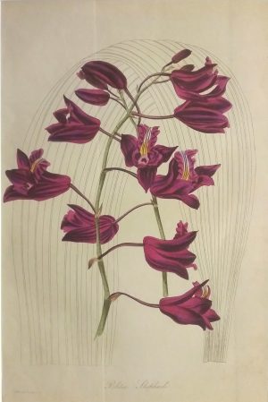 Bletia Shepherdi, Orchid