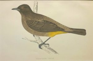 Gold-vented Thrush