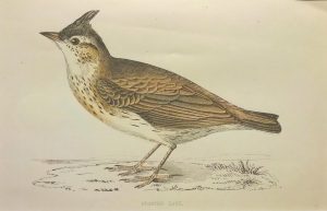 Crested Lark