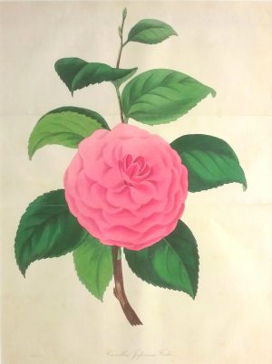 Camellia Japonica Fordu