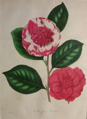 Camellia Japonica Chandlerii