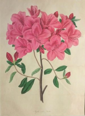 Azalea indica Smitii