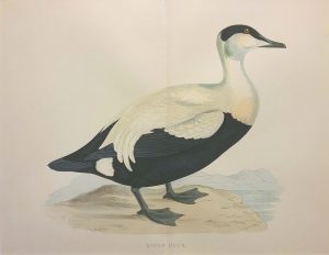 Eider Duck