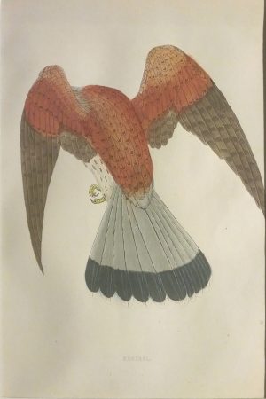 Kestrel
