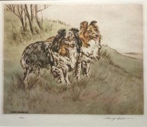 Shelties, Shetland Sheepdog