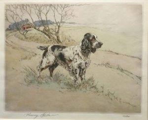 Cocker Spaniel
