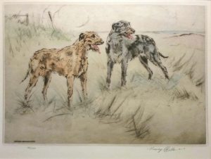 Irish Wolfhounds