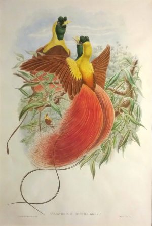 Uranornis Rubra (Red Bird of Paradise)