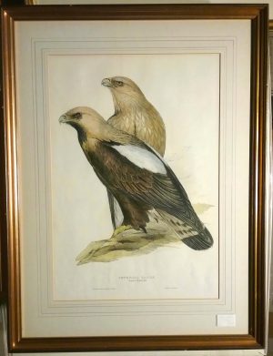 Imperial Eagle Aquila Imperialis