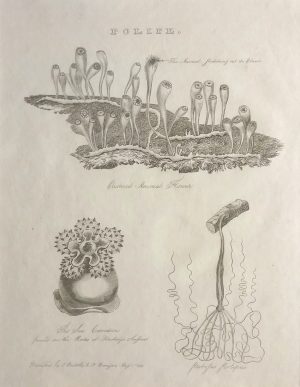 Polipe, The Sea Carnation, Sea Anemone