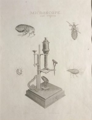 Microscope and objects, Flea; Louse; Itch Insect; Mite